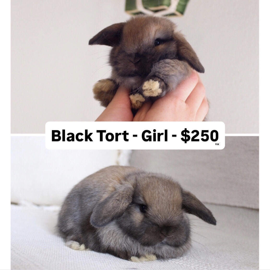 Blue eyed rabbit for sale