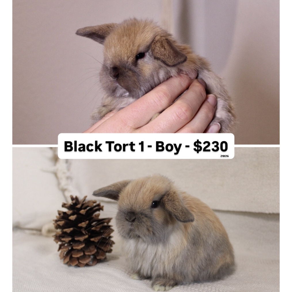 Baby Holland lop rabbit for sale
