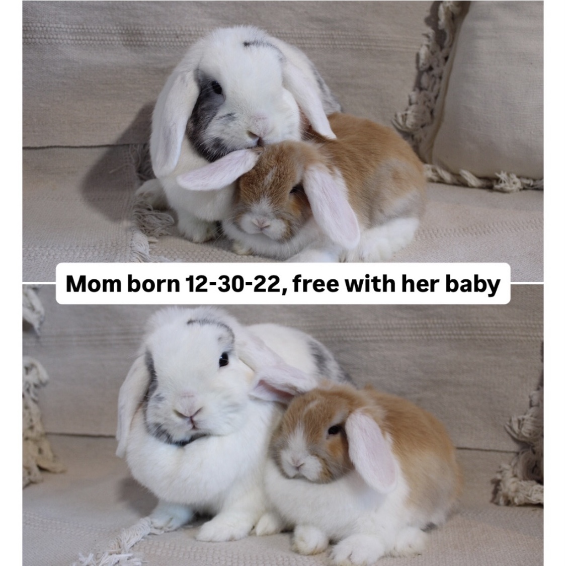 Baby Holland lop rabbit for sale