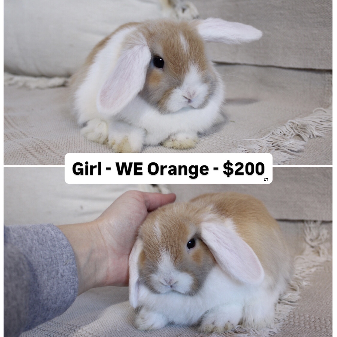Blue eyed rabbit for sale