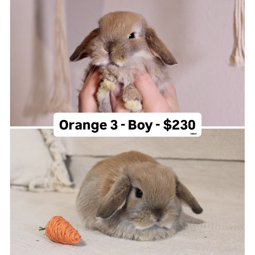 Baby Holland lop rabbit for sale