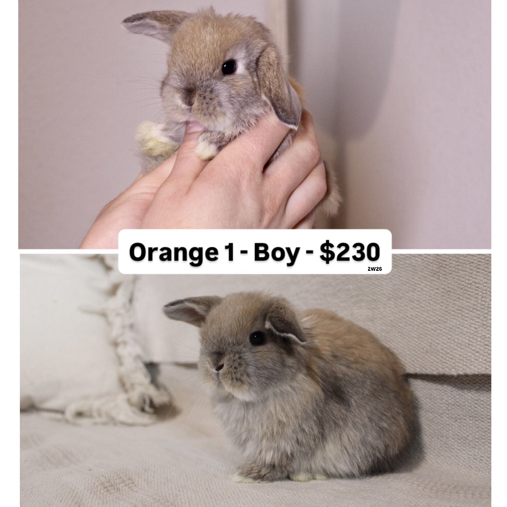 Baby Holland lop rabbit for sale