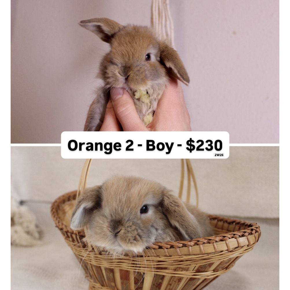 Baby Holland lop rabbit for sale