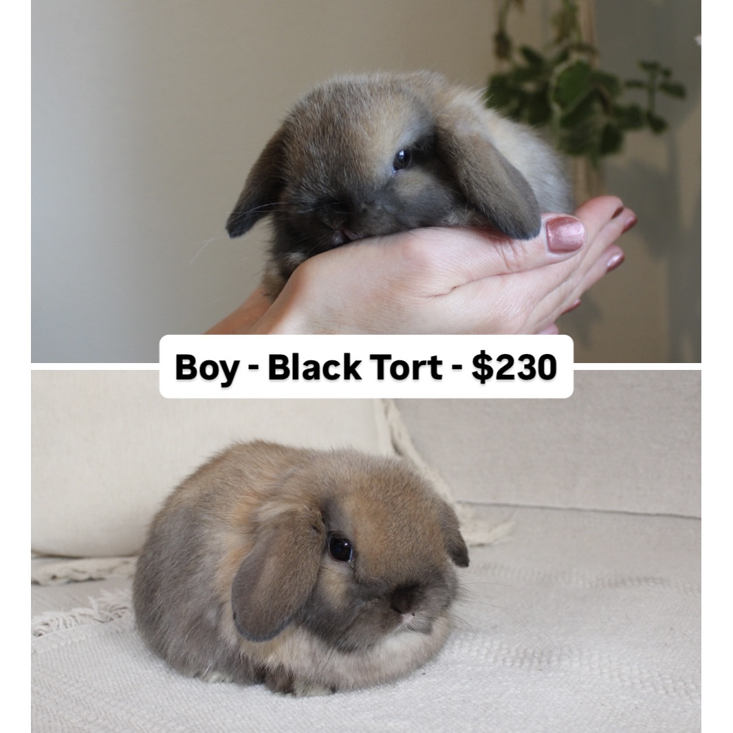 Blue eyed rabbit for sale