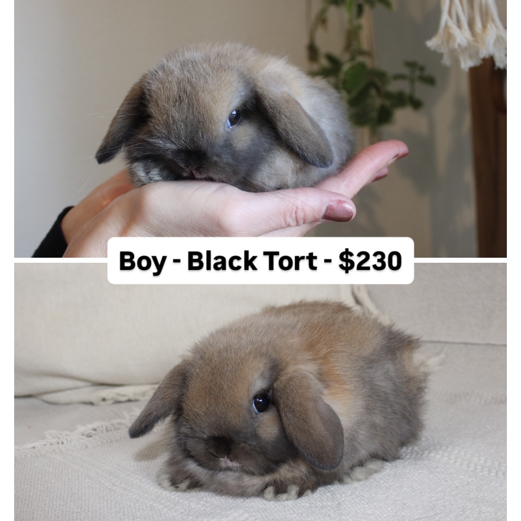 Baby Holland lop rabbit for sale