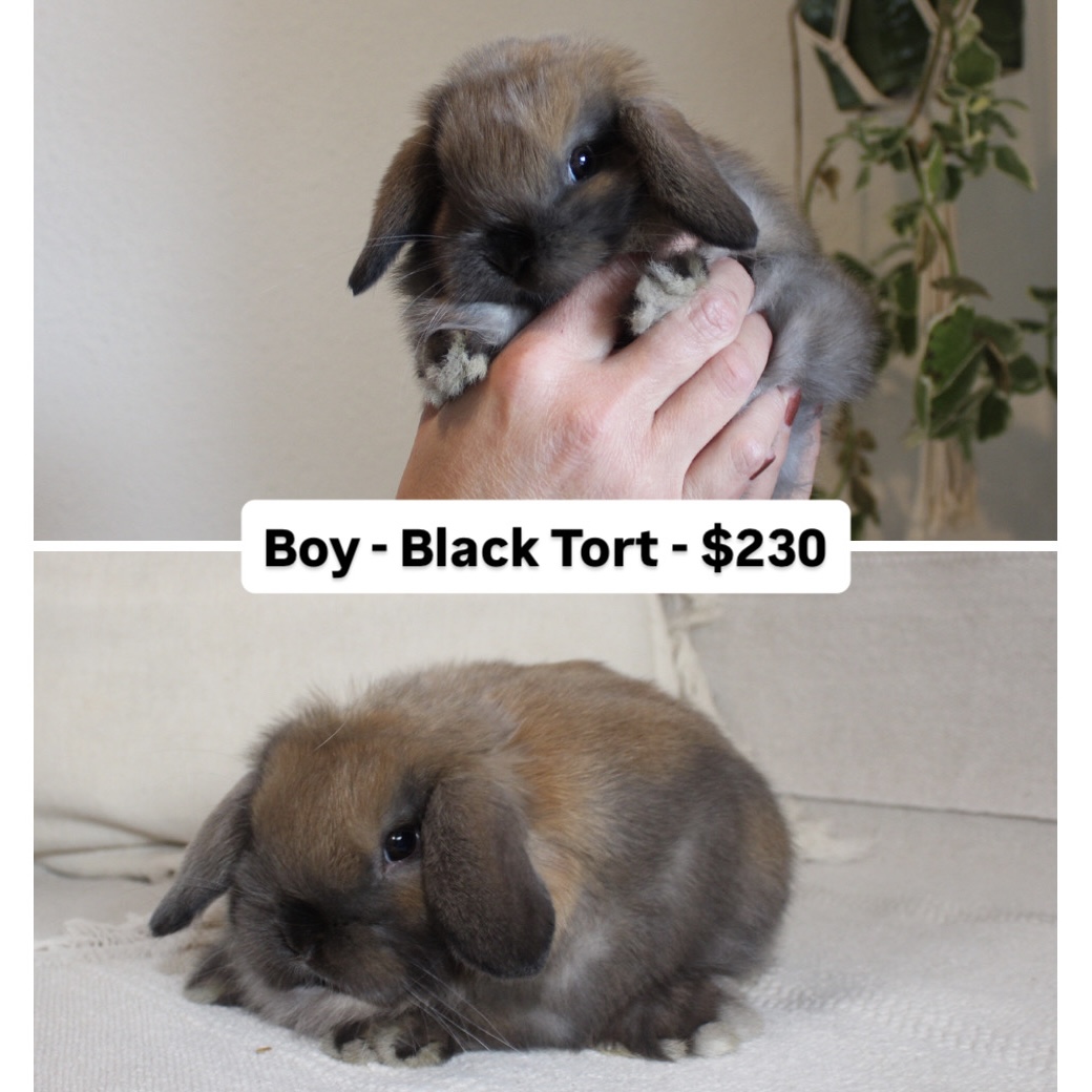 Pedigreed Holland lop rabbit for sale
