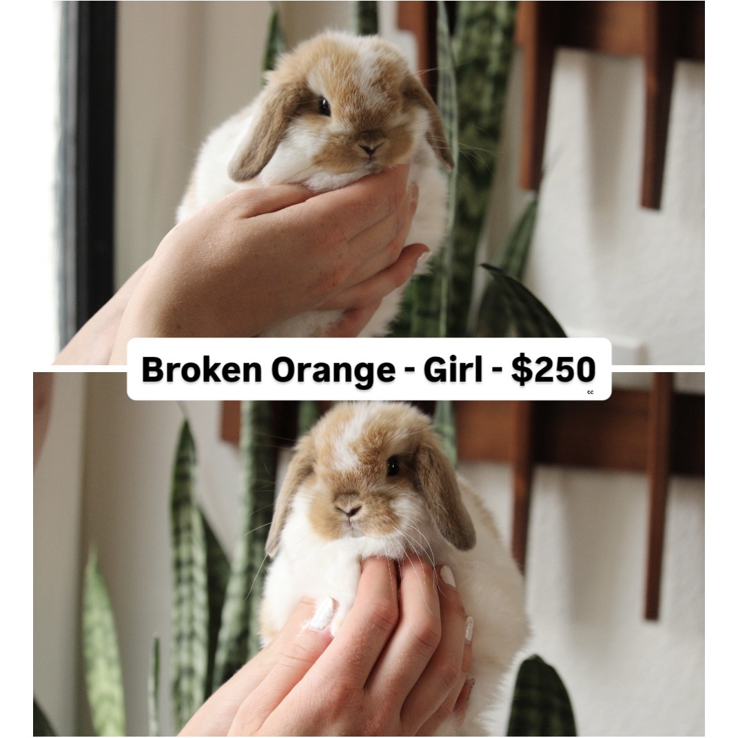 Blue eyed rabbit for sale