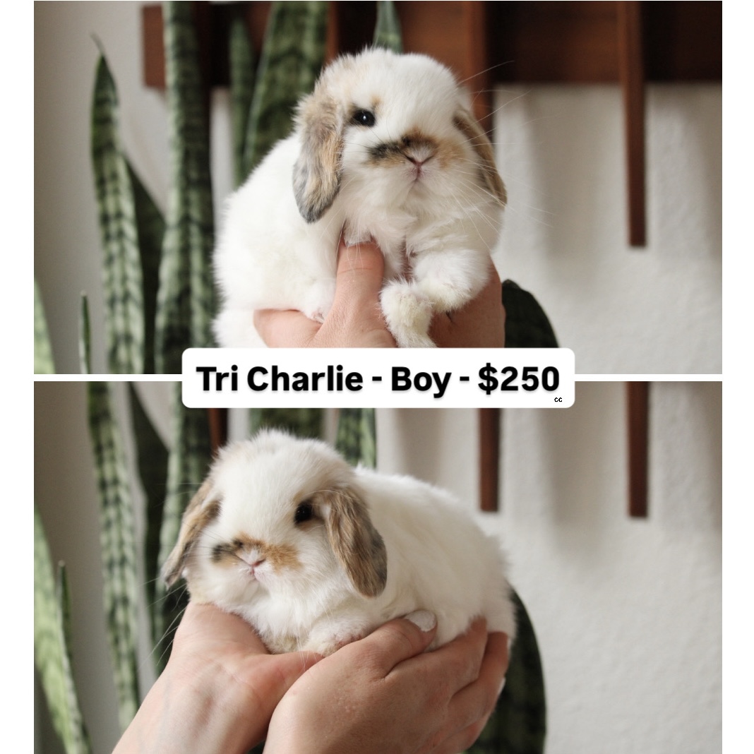 Baby Holland lop rabbit for sale