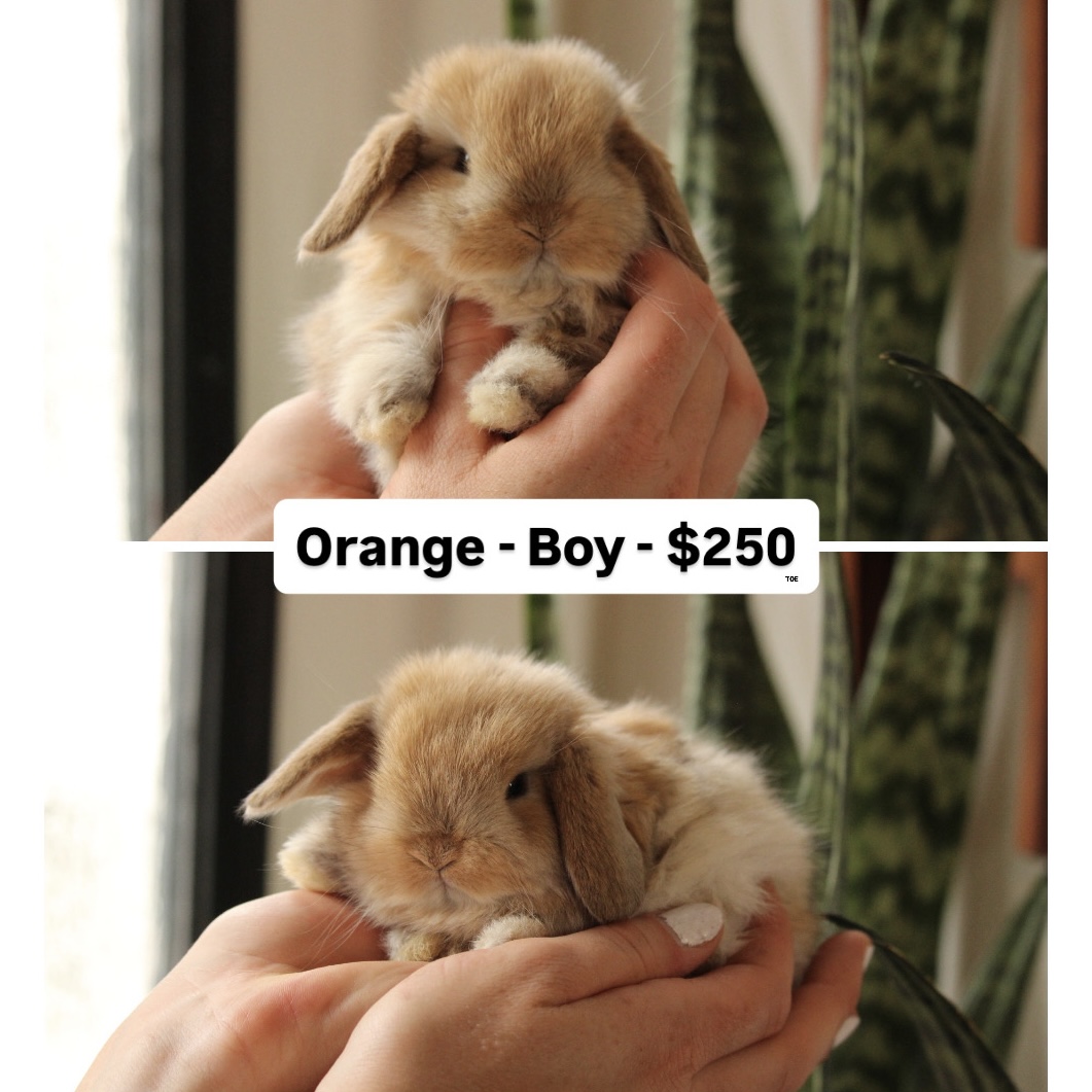 Lop eared bunny