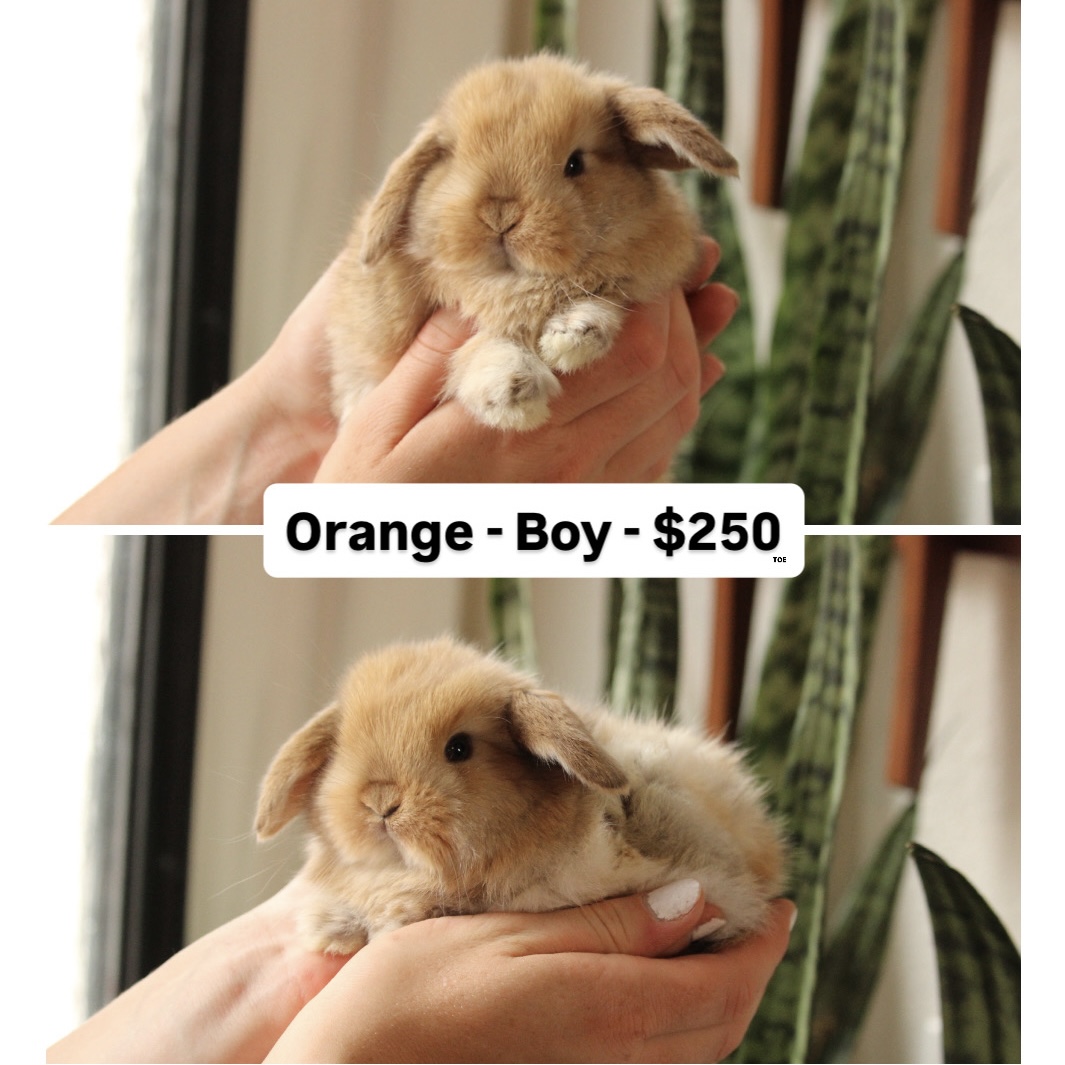 Lop rabbit for sale