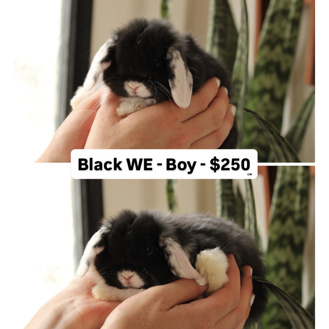 Baby Holland lop rabbit for sale