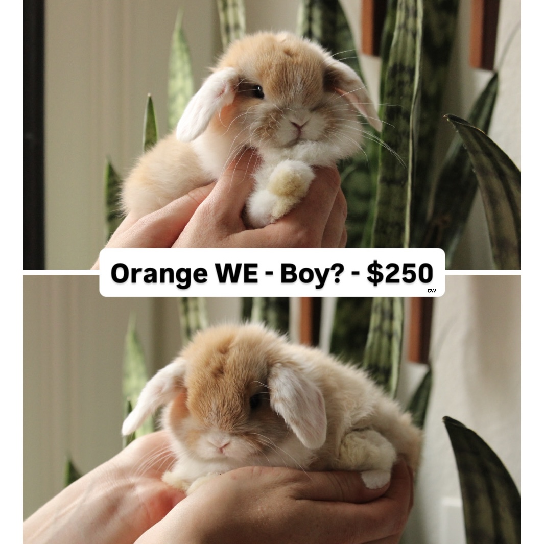 Baby Holland lop rabbit for sale