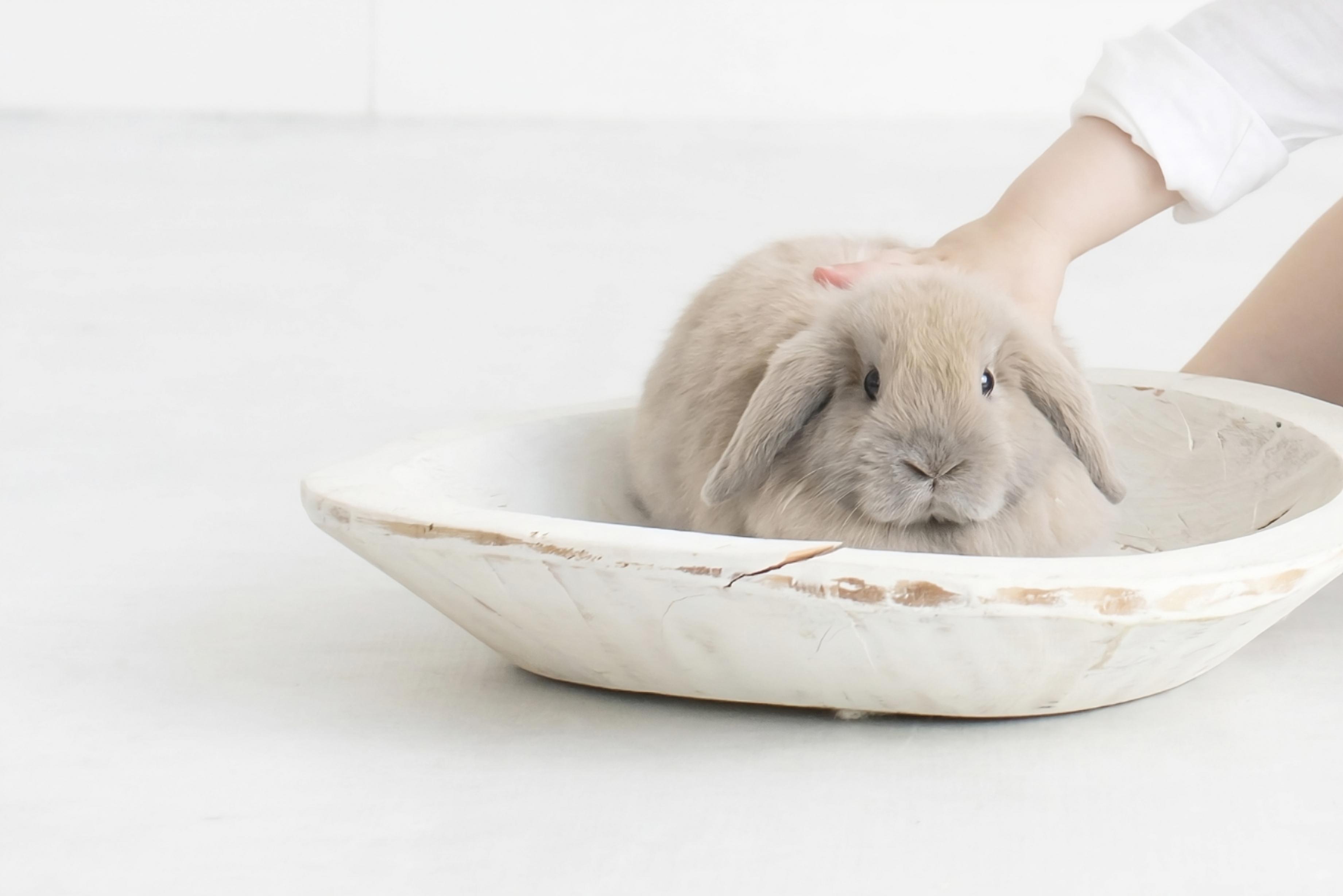 Holland Lop rabbit for sale