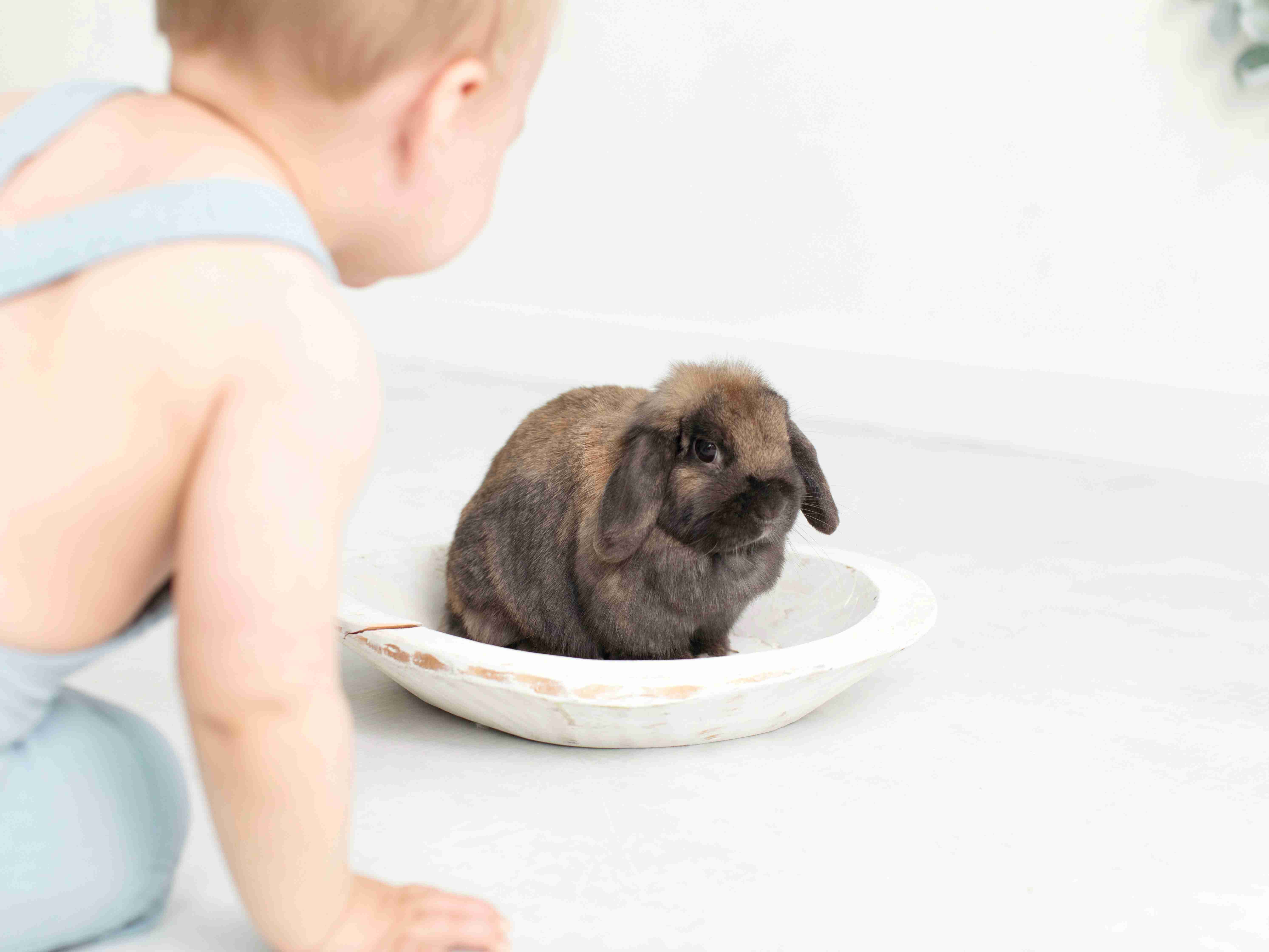 Holland Lop Rabbit