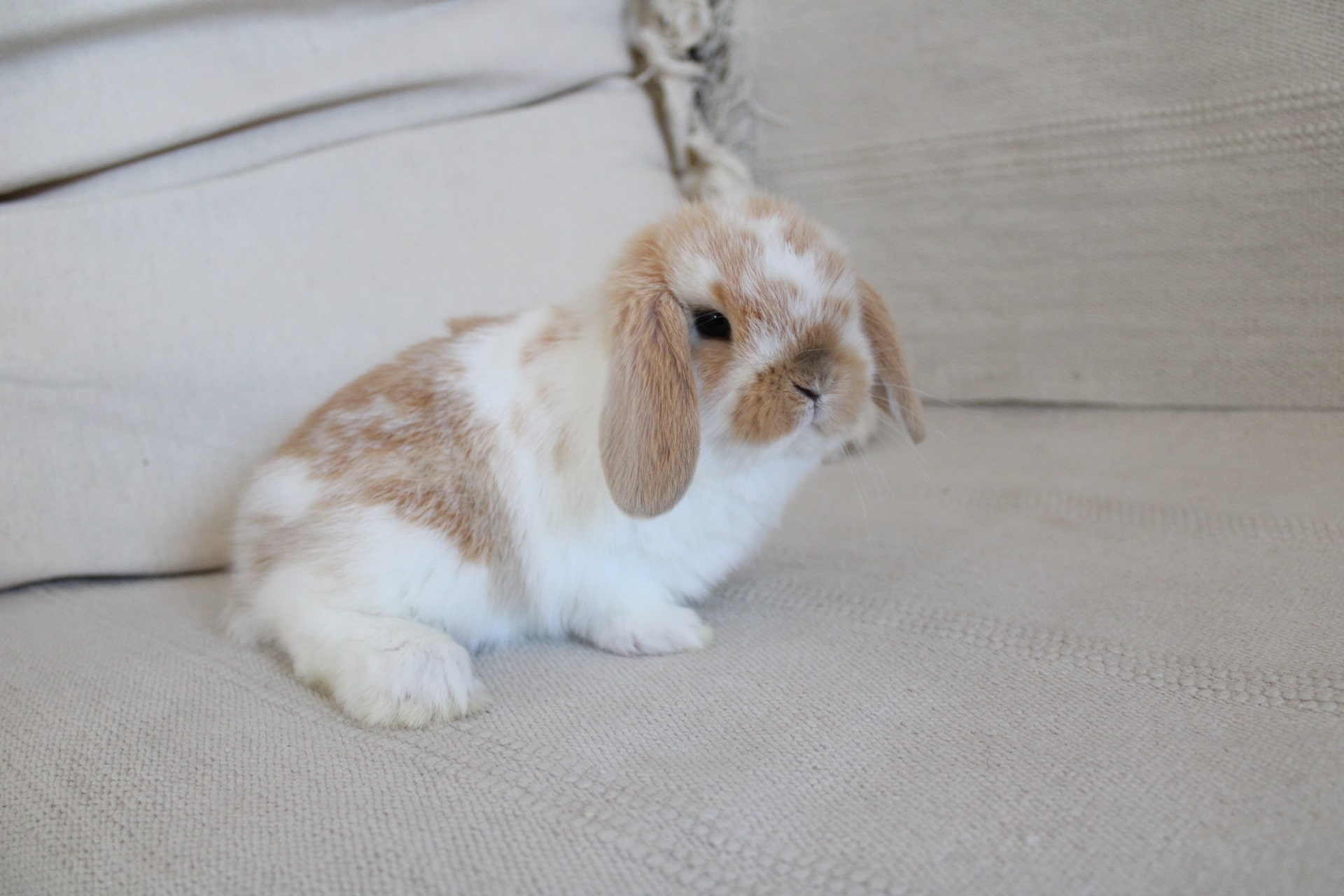 Broken orange color rabbit