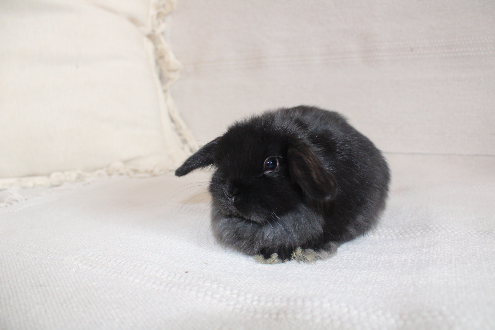 White eared lop rabbit