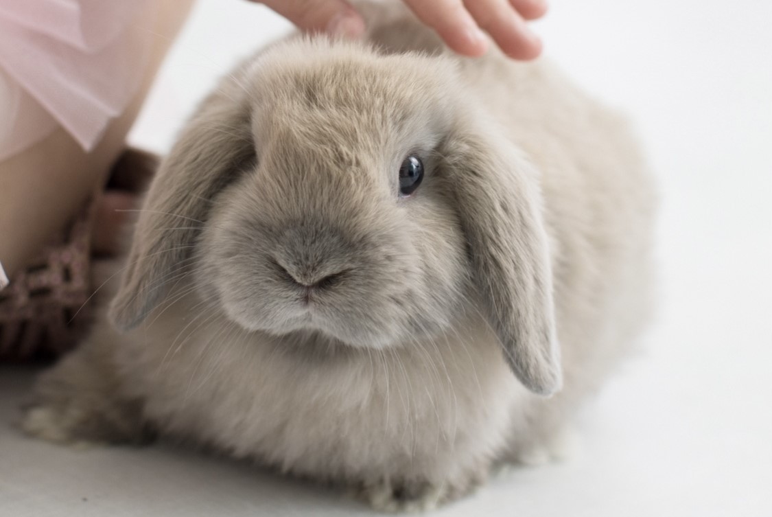 White eared lop rabbit
