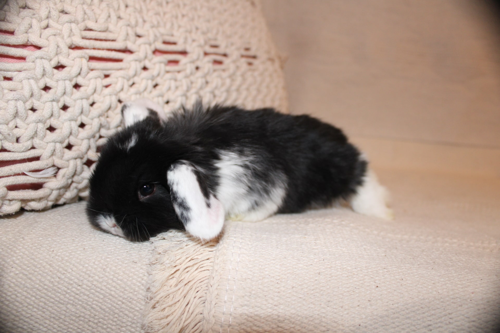 White eared lop rabbit