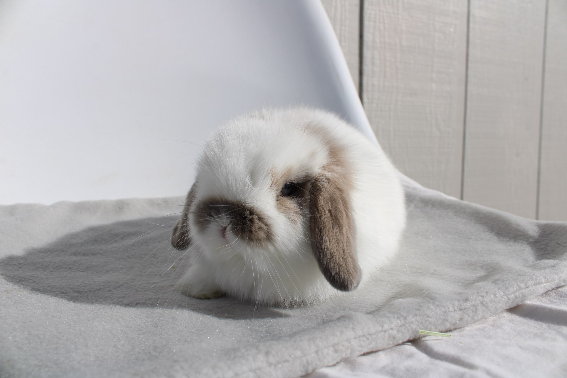 Broken black tort charlie color