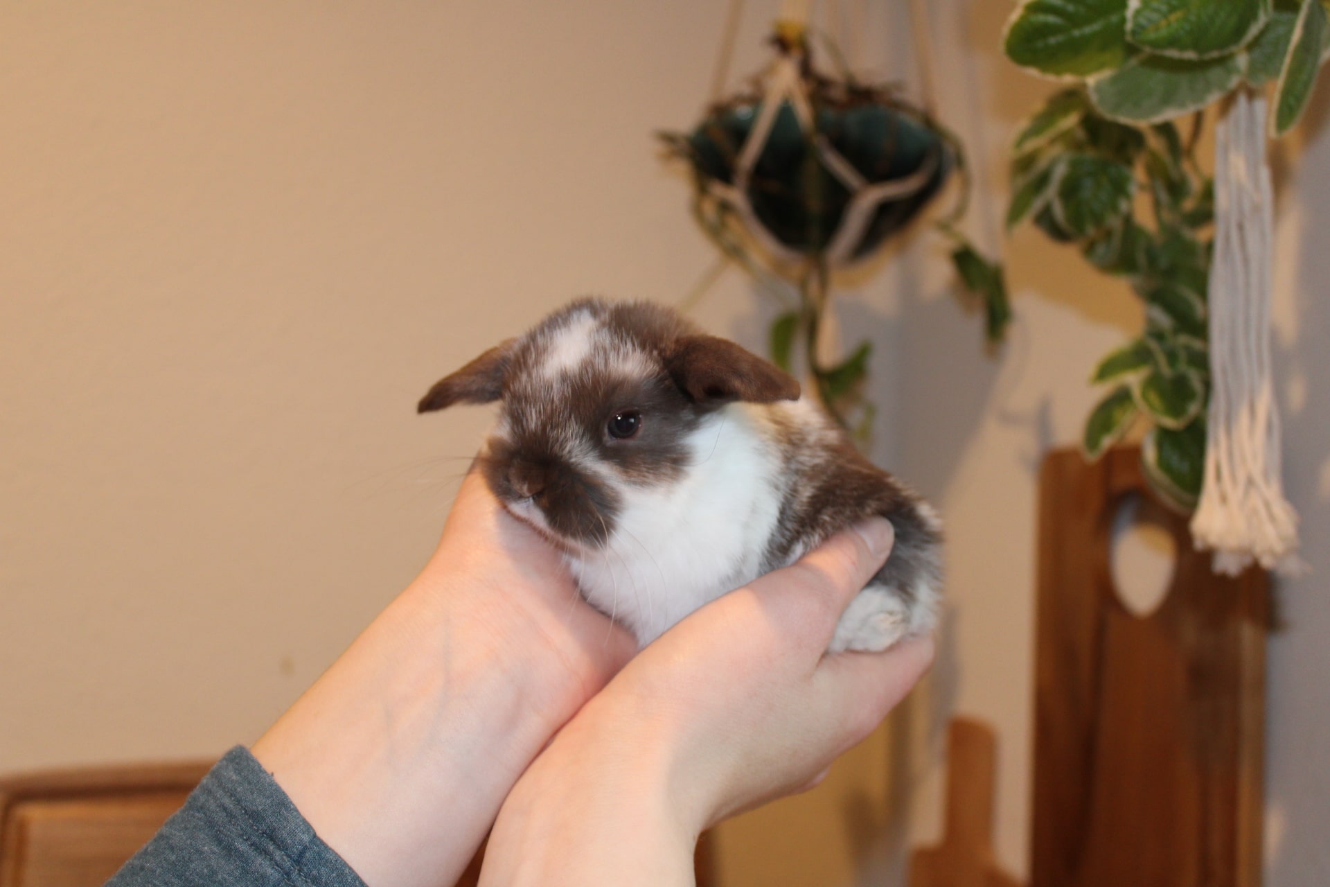 Broken chocolate rabbit