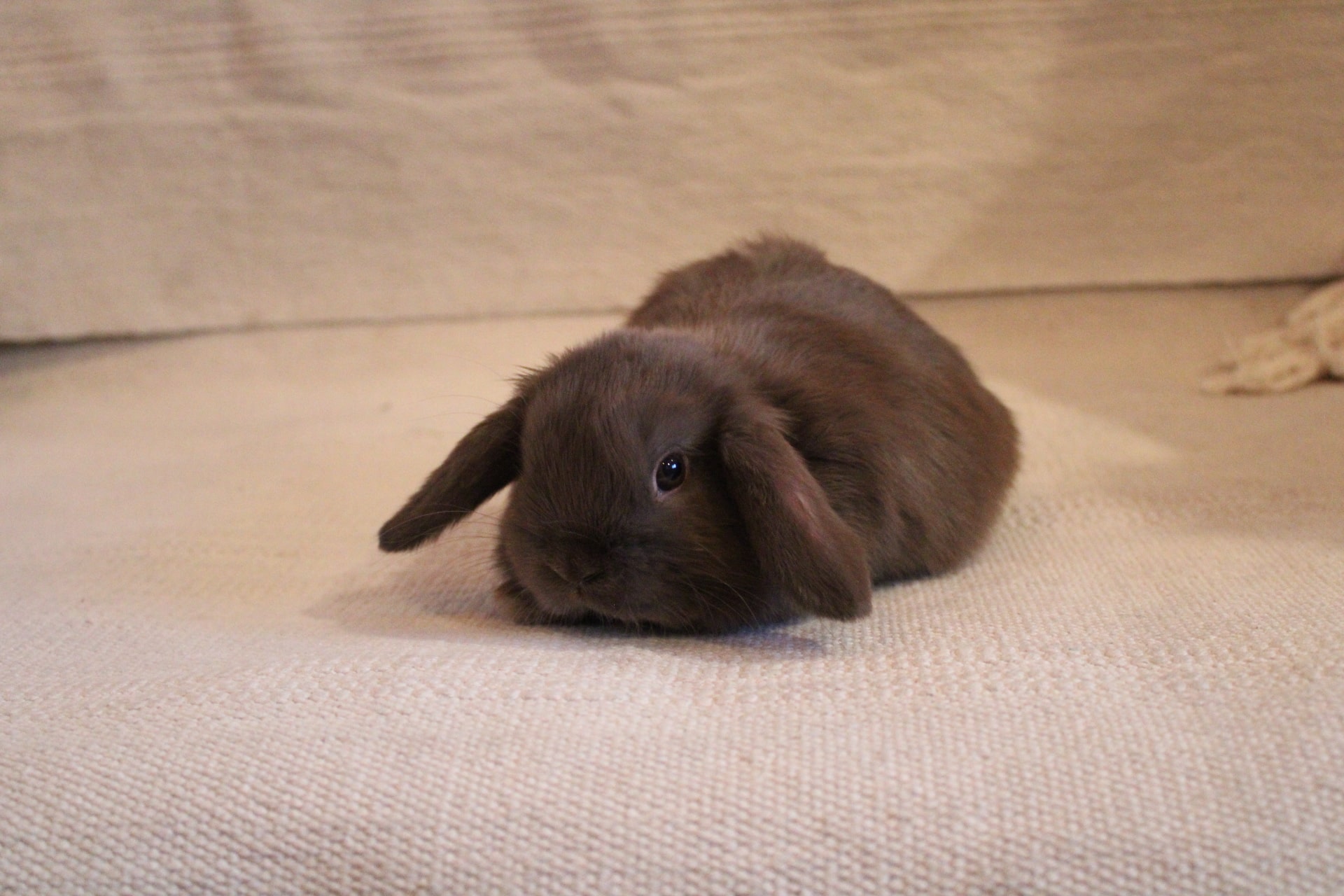 Chocolate color bunny