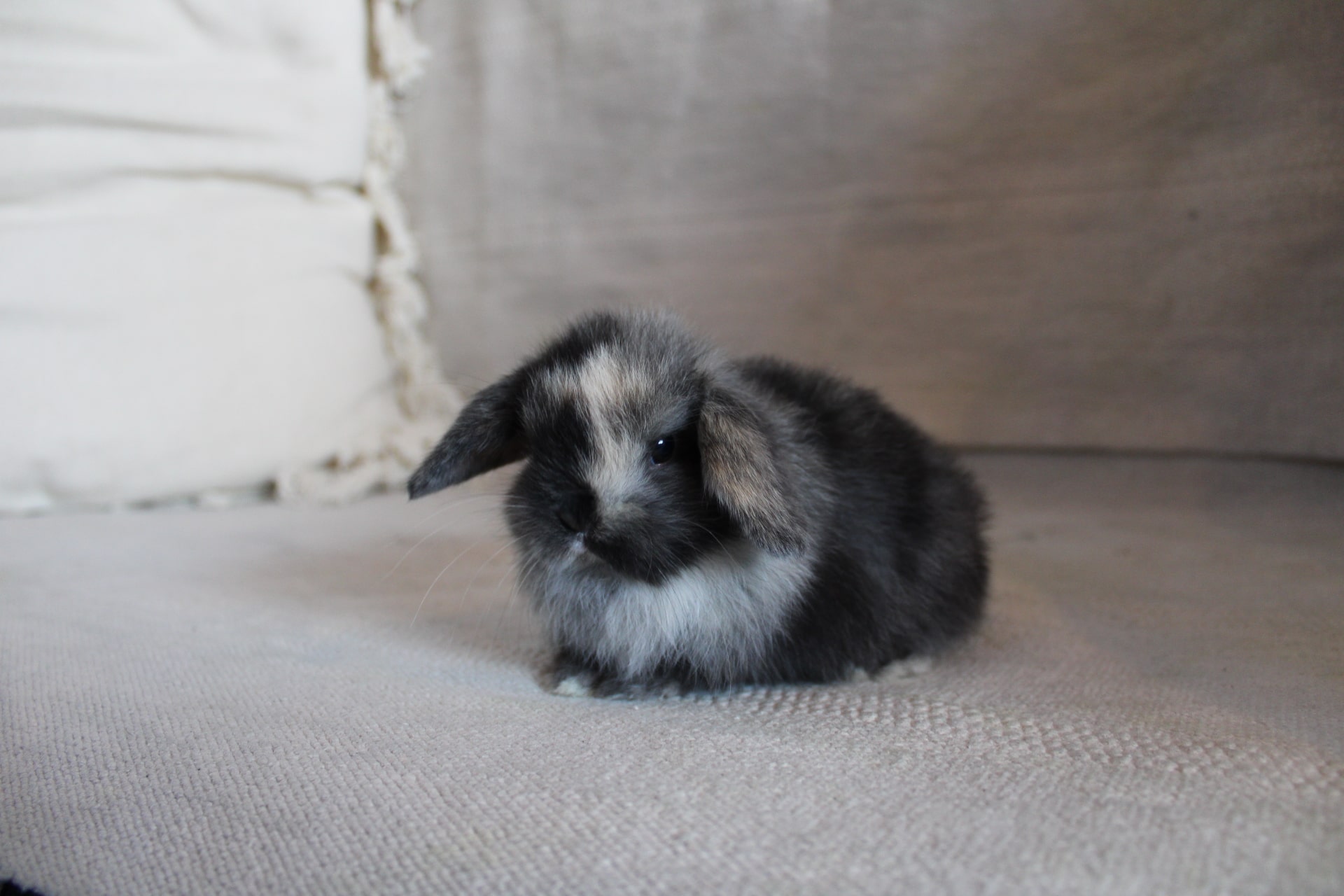 Harlequin color bunny