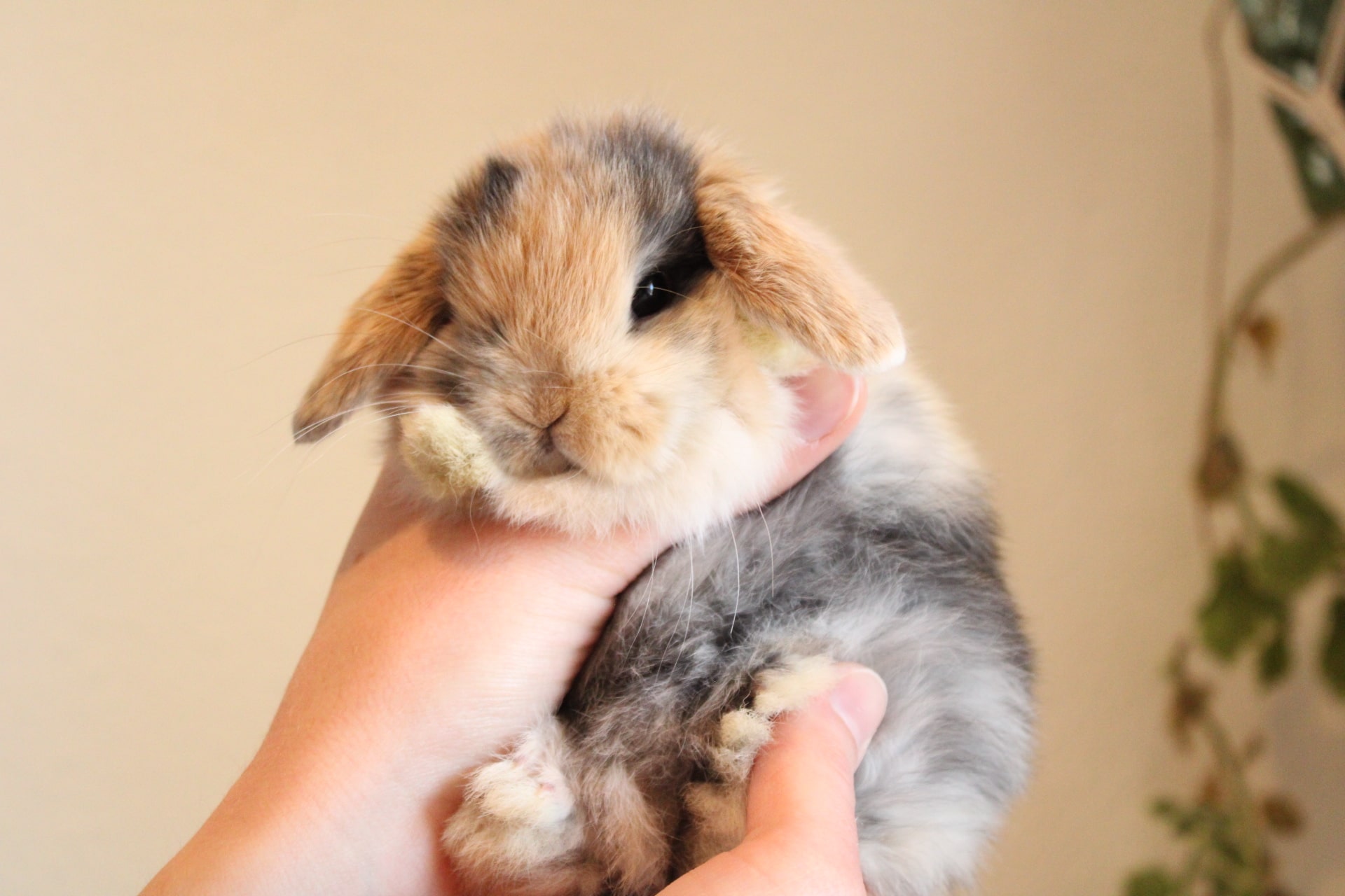 Harlequin color lop rabbit