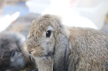 Brown holland lop rabbit