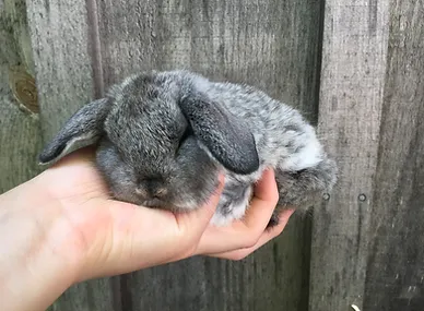 Grey holland lop baby bunny sleeping