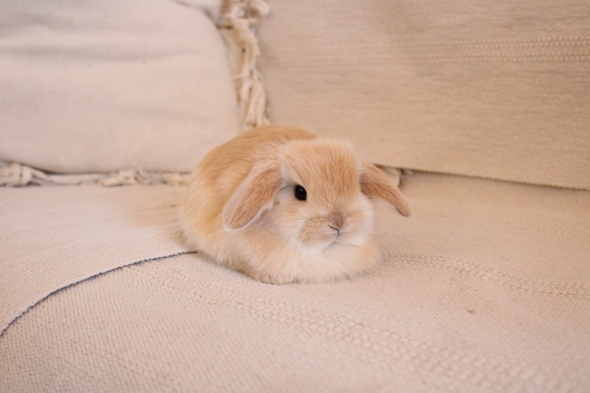 Orange colored holland lop