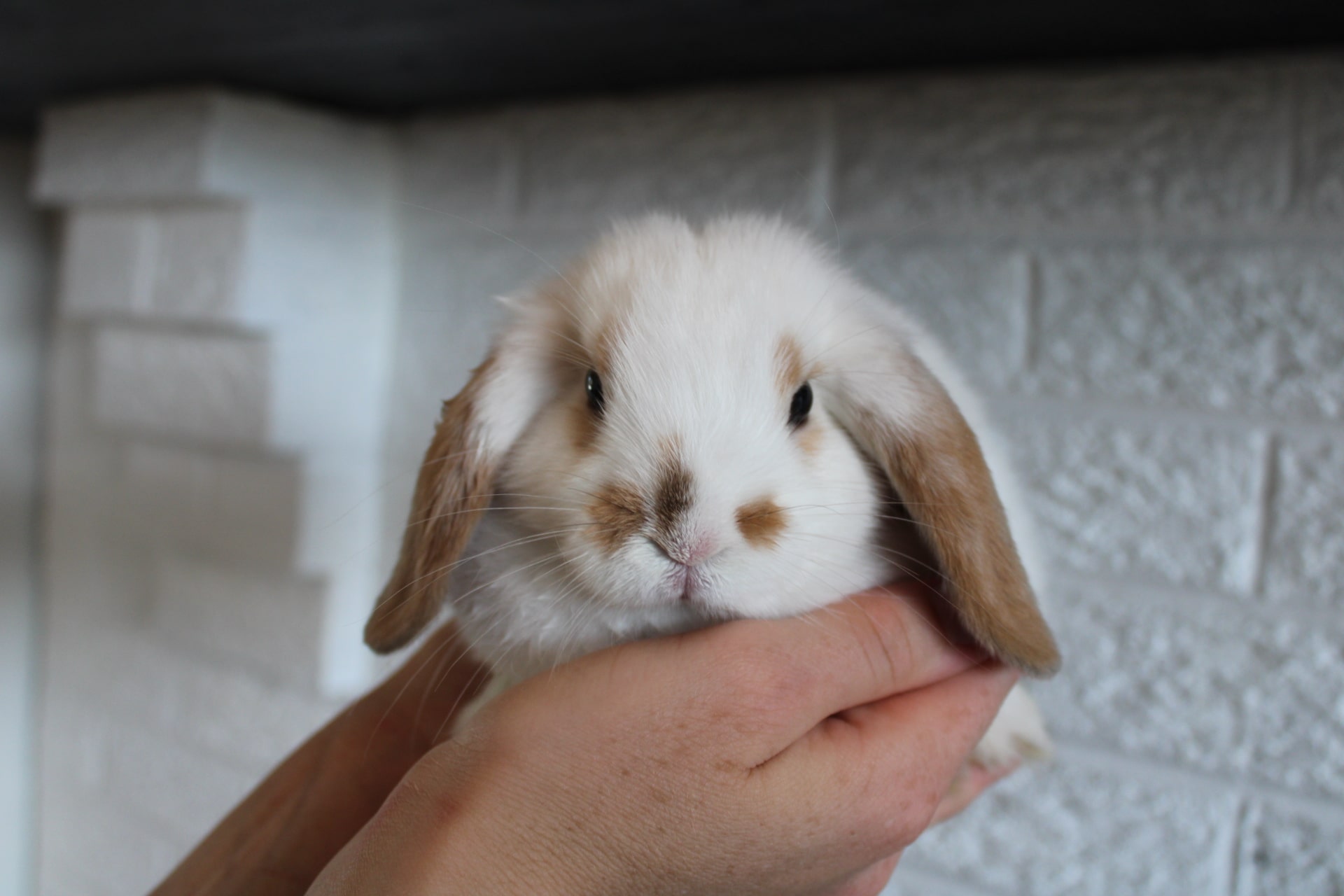 Orange charlie rabbit color