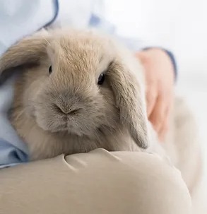 Brown Holland Lop rabbit on kid's lap