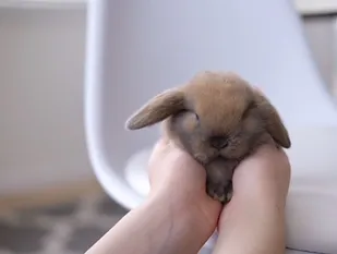 Baby Holland Lop rabbit sleeping in hands