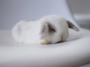 Baby white Holland Lop rabbit with grey ears