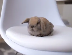 Brown baby Holland Lop rabbit