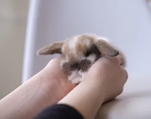Spotted brown and white holland lop being held