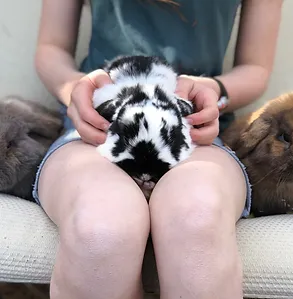 Black and white Holland Lop rabbit