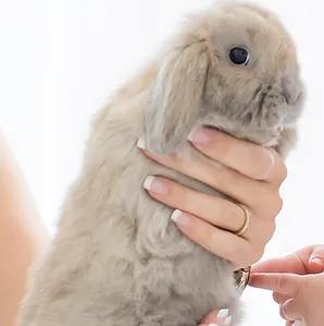 Light-brown Holland Lop rabbit
