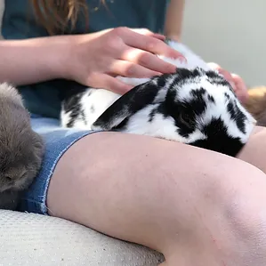 Black and white spotted Holland Lop
