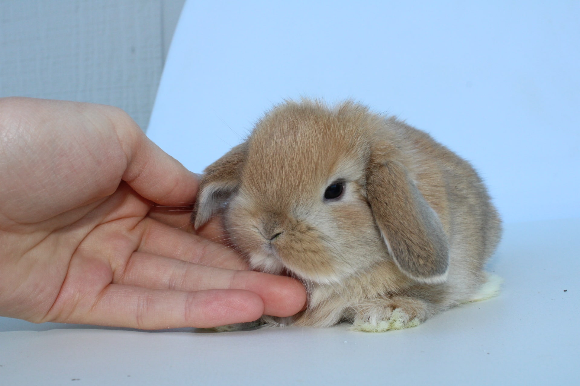 Smutty orange rabbit