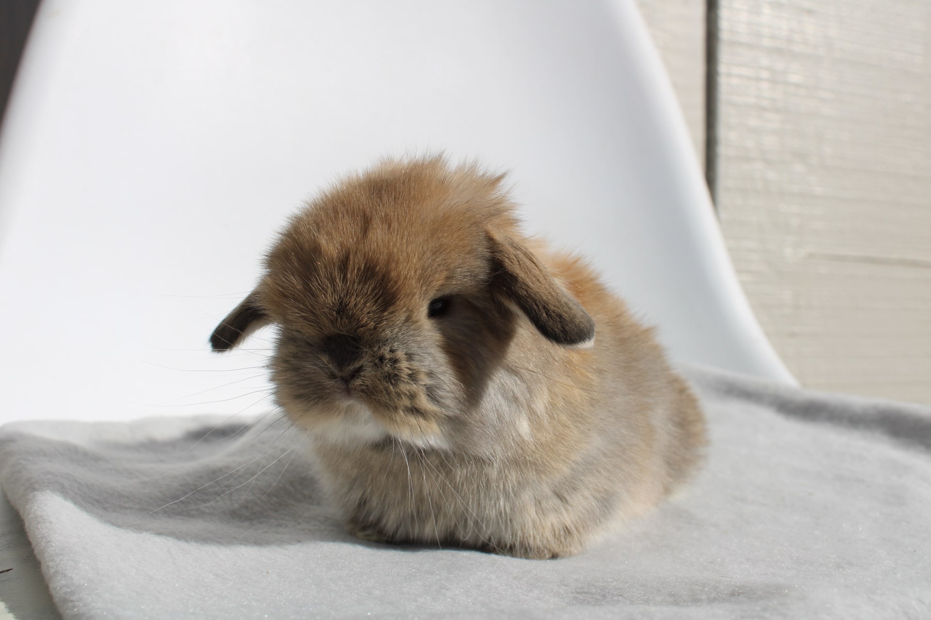 Smutty orange rabbit color