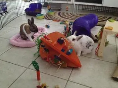 wooden bunny toy for mental stimulation