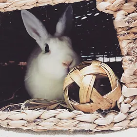 Rabbit using chew toy