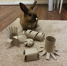 Rabbit chew toys made of cardboard