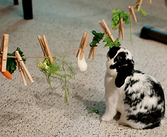 Rabbit using home-made chew toys
