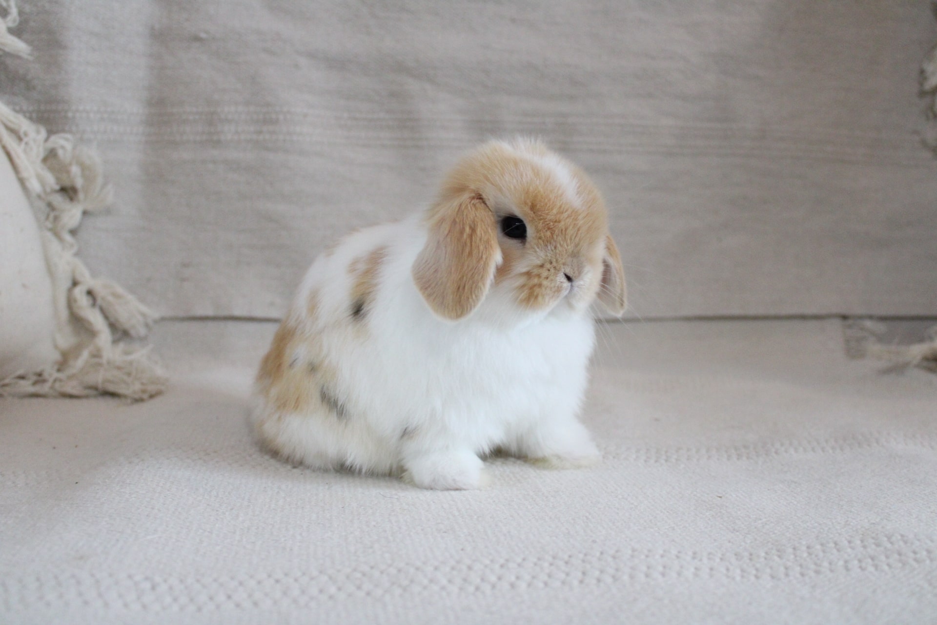 White eared lop rabbit