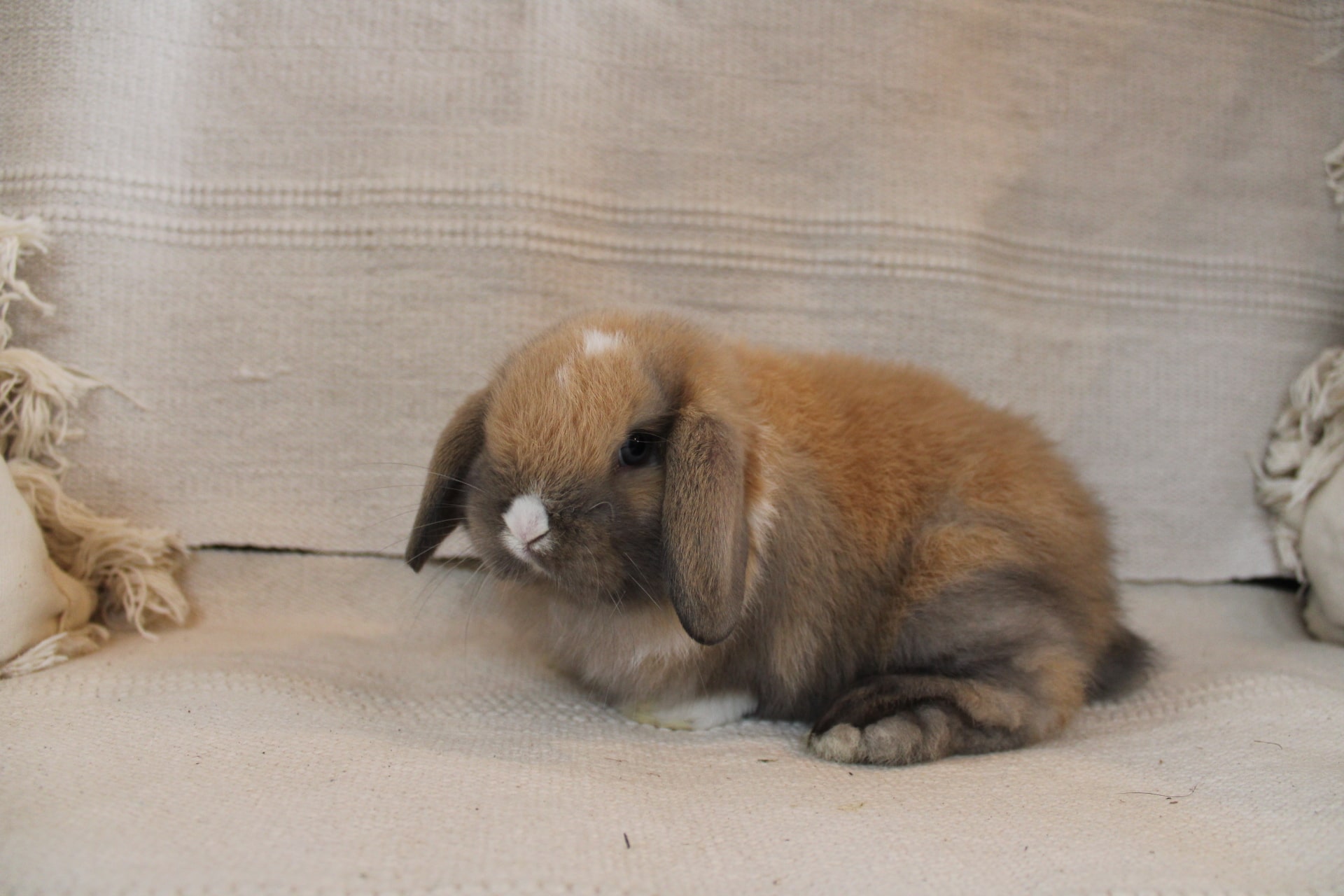 Vienna marked rabbit