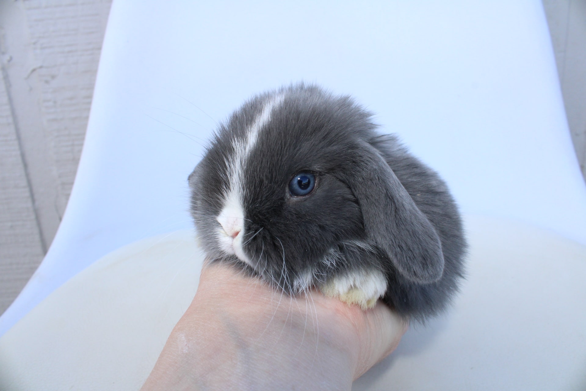 Vienna marked rabbit