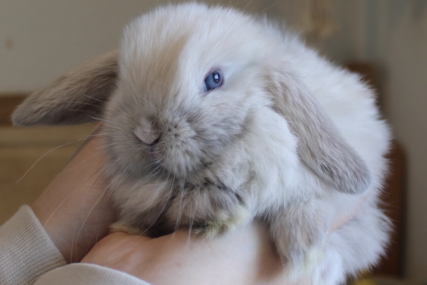 Vienna marked rabbit