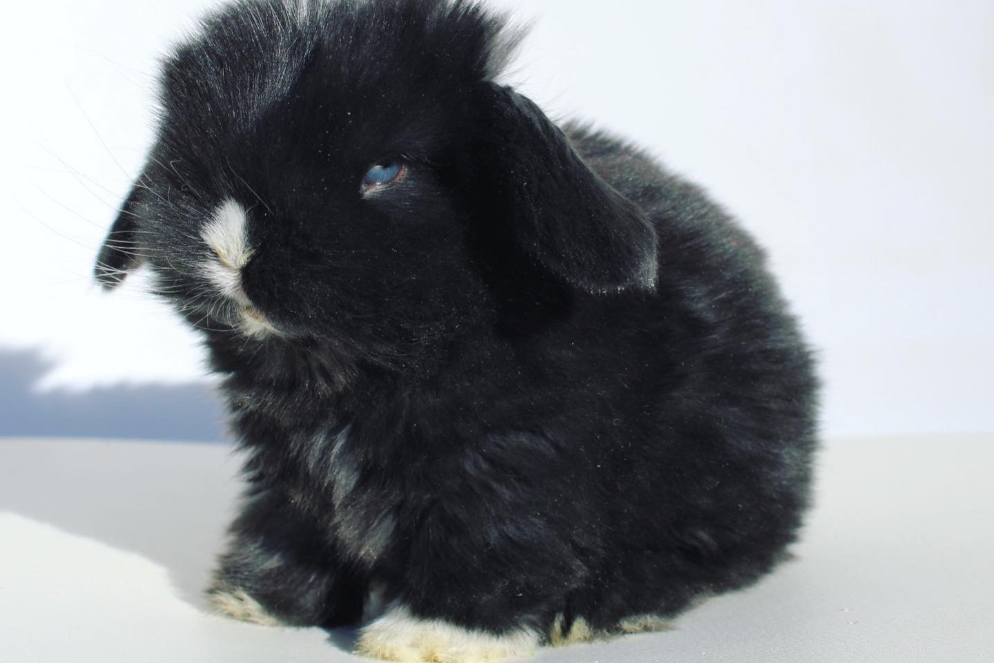 Vienna marked rabbit